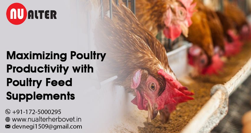 poultry feed supplements